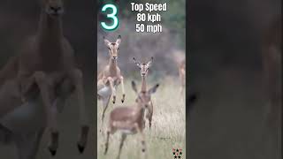 Speed Demons of the Animal Kingdom Top 5 Fastest Land Animals  Racing Across the Savanna fast [upl. by Deanne]