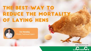 THE BEST WAY TO REDUCE THE MORTALITY OF LAYING HENS [upl. by Lombard176]