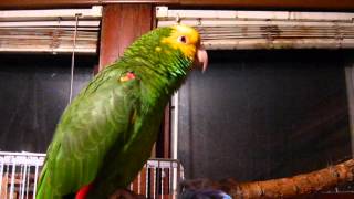 Johnny our Double yellow Headed Amazon Parrot [upl. by Salaidh139]