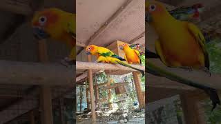 parrot aratinga попугай birds amazing colourfulbirds papagei papağan parrots shorts mypet [upl. by Diraj]