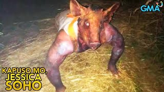 ASWANG BIGLANG NAG ANYONG BABOY  Kapuso Mo Jessica Soho  kmjs  kmjs latest episode [upl. by Aicilf942]