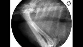 Tracheal collapse in dog tracheocollaps canine [upl. by Fronnia]