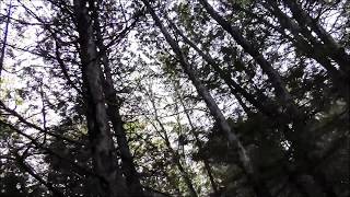 Exploring Nature  Quebec Canada  Papineau Labelle Wildlife Reserve [upl. by Swamy]