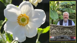 ANÉMONE DU JAPON UNE GRACIEUSE VIVACE POUR EMBELLIR LA FIN DE L’ÉTÉ Le Quotidien du Jardin N°243 [upl. by Zebulon]