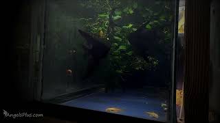 Black Angelfish Group 314 [upl. by Phelia]