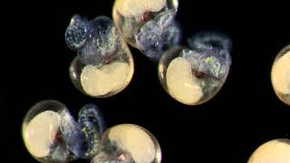 Cute veliger larvae of a venomous marine snail Conus textile [upl. by Eyde330]