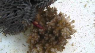 Guard crabs defend coral home from crown of thorns starfishwmv [upl. by Anastatius505]