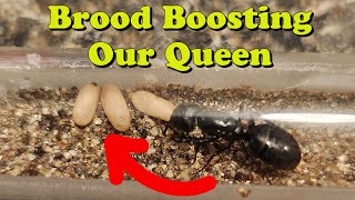 Brood Boosting Our Camponotus Pennsylvanicus Queen 🐜 [upl. by Weber149]