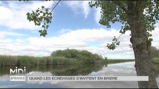 Vu dici  Quand les écrevisses sinvitent en Brière [upl. by Ibmab247]