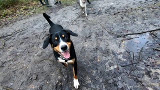 Entlebucher dogs walk in the forest with friends shepher and labrador [upl. by Stephine]