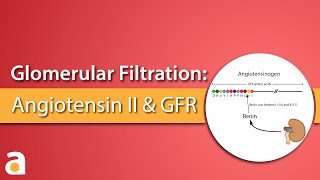 Glomerular Filtrate Angiotensin II and Glomerular Filtration Rate [upl. by Aicarg]