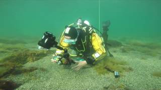 Diving Kimmeridge bay Dorset [upl. by Ednargel440]