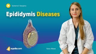 Epididymis Diseases  Surgery Video Lecture  Medical Online Education  VLearning™ [upl. by Ranee]