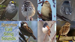 Sparrow bird call  song  sounds [upl. by Itagaki743]