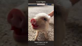 🐷 Cute Piglets ShortsPetsandAnimals shorts [upl. by Pan]