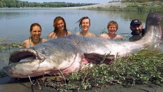 Mammoth Record Catfish 230 pound  HD by Yuri Grisendi [upl. by Reider]