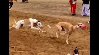 Greyhound shikari dog and racing dog shikari YouTube video [upl. by Llezniuq]