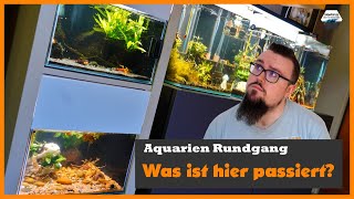 Alle Aquarien im Wohnzimmer Rundgang [upl. by Ayotahs169]