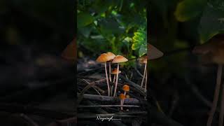 monsoon mushrooms 🍄 😋monsoon mushrooms travel music beats rain viral [upl. by Gaylene335]