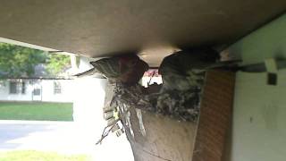 House Finches Nest in Artificial Barn Swallow Nest [upl. by Airym]