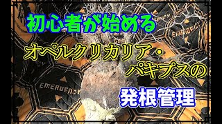 【象足漆樹】塊根の王様 オペルクリカリア・パキプスの発根管理に遂に挑戦します！Operculicarya pachypus [upl. by Orapma]