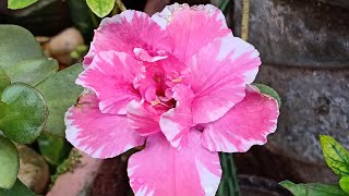 Azalea Plant Care Part  1  Azalea Potting mix [upl. by Bohun]