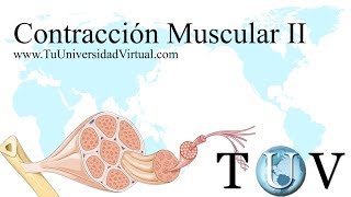 Fisiología Cardíaca Filamentos de Actina y Miosina  Mecanismo de ExcitaciónContracciónRelajación [upl. by Halladba]