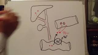 Enterohepatic circulation of bile salts by zeshan shigri ISM [upl. by Adnor208]