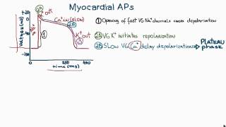 Action Potentials in Cardiac Myocytes or cardiac potential [upl. by Gewirtz]