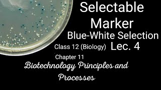 Bluewhite selectionlacZ gene as selectable markerinsertional inactivationclass12th Biologych11 [upl. by Lezah968]