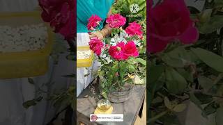 Home made fertilizer for plants Rose plants youtubeshorts shorts gardening [upl. by Marillin]