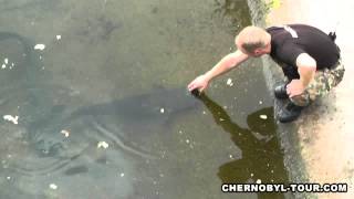 Big Catfish Grabs a Finger to a Man in Chernobyl  HD by Catfish World [upl. by Nimzay]