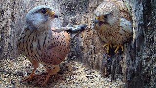 Full Story of Kestrel Couples First Year 🦅  Full Story  Athena amp Apollo  Robert E Fuller [upl. by Beffrey]