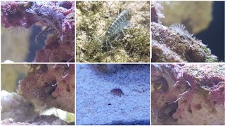 Great live rock hitchhikers Micro brittle stars amphipods Stomatella snail feather duster worms [upl. by Airrotal]