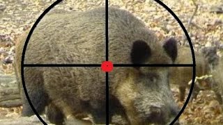 Top 15 shoots Hunting  Wildschweinjagd [upl. by Brandy]