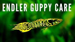 How to Breed  Care for Endler Guppies [upl. by Arimahs727]