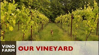 Our Vineyard Story  A Dream Meets Reality [upl. by Dearman]