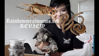 Rainbow Mealworms REVIEW [upl. by Luckin]