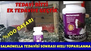 Güvercinlerde Salmonella Tedavisi Mükemmel Başarı [upl. by Geoff]