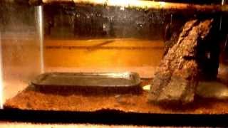 Northern Brown Snake How To care and habitat setup [upl. by Corina208]