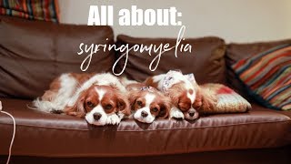 SYRINGOMYELIA AND CAVALIERS  Cav Mom Talks with Aria [upl. by Nosnaj]