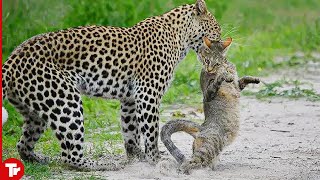 Leopard Kills Cat Brutally [upl. by Canute564]