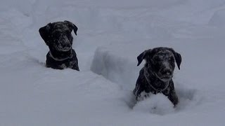 My Black Lab Puppies 12 to 16 weeks old [upl. by Riccio]