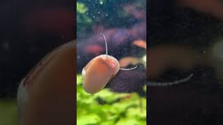 Neocaridina Garnelen  Update NanoAquarium neocaridinashrimp [upl. by Ayal656]