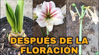 Que Hacer DESPUES De La FLORACIÓN De AZUCENAS AMARILIS Lirios Hippeastrum amarillys [upl. by Ruffo]