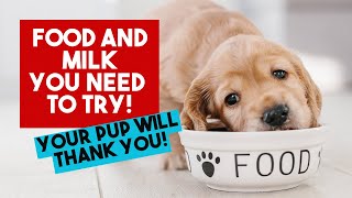 BEST PUPPY FOOD AND MILK FOR PUPPIES  SARAP NA SARAP ANG BABY PANDA KO puppies shorts furparent [upl. by Novyad]