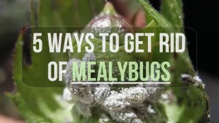 5 Ways to Get Rid of Mealybugs [upl. by Aicenet]