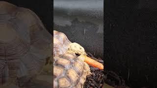 tortoise aggression 😵 hissing [upl. by Rennob]