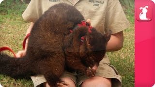 Bindi amp Robert Irwin feature  Common Brush tailed Possum Pip Growing Up Wild [upl. by Ihsoyim]