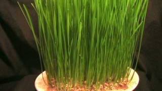 A TimeLapse Wheatgrass Growing [upl. by Jamille]